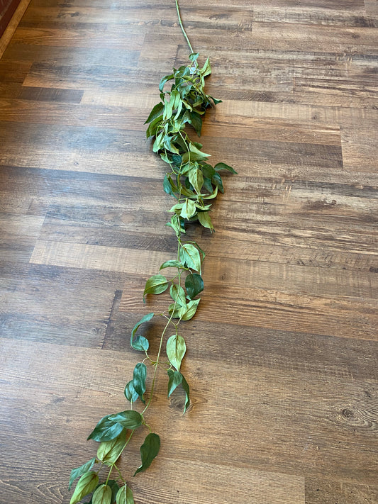 65" leaf vine