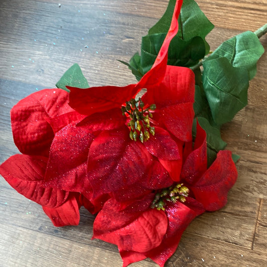 Poinsettia Bush