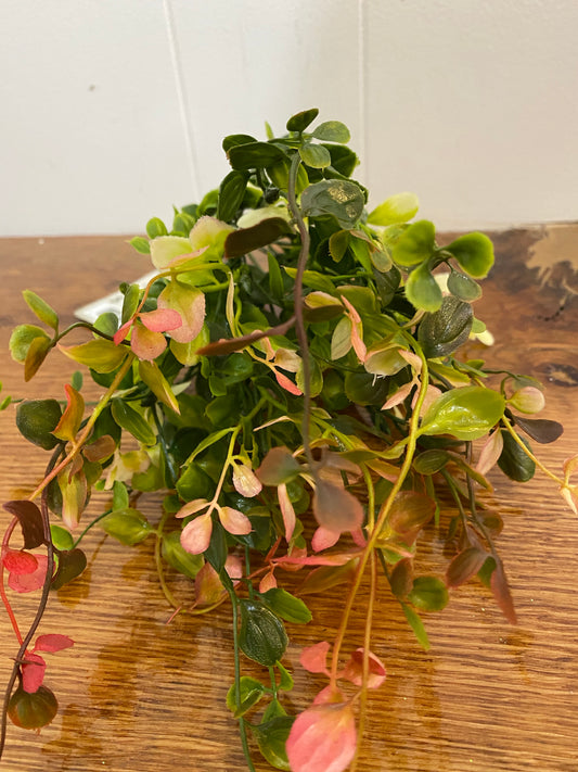 Pimpernel leaf bush