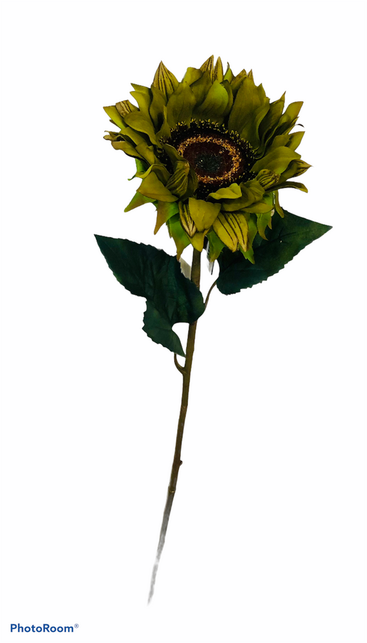Green Sunflower stem